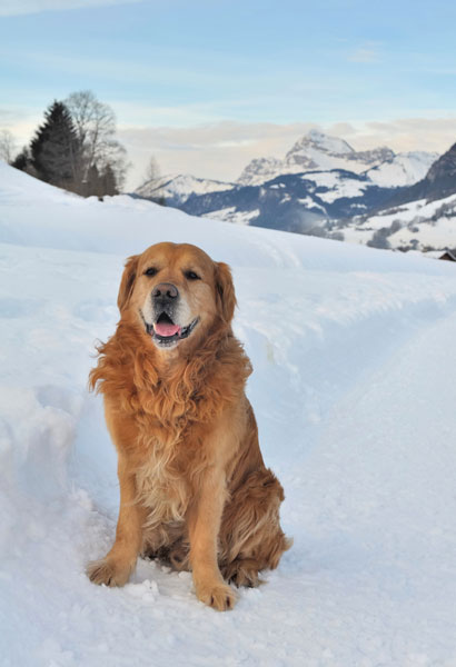 Vijf tips voor een wintersport met hond